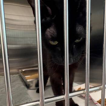 Domestic Short Hair Cats Available for Adoption in Clearwater, Florida - KiKi | PetCurious