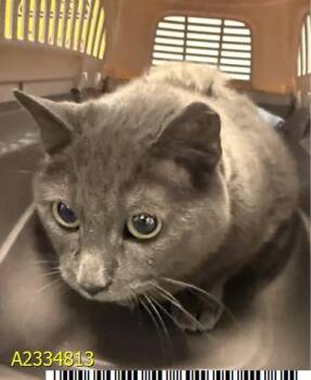 PEANUT -  Russian Blue Cat for Adoption in West Palm Beach, Florida - PEANUT | PetCurious