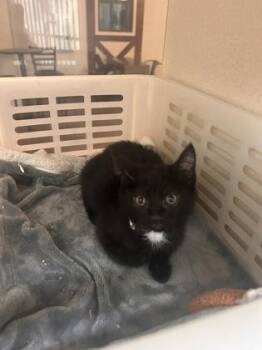 92754a Tiny -  Domestic Short Hair Cat for Adoption in North Charleston, South Carolina - 92754a Tiny | PetCurious