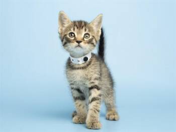 Domestic Short Hair Cats Available for Adoption in Phoenix, Arizona - STAR LORD | PetCurious