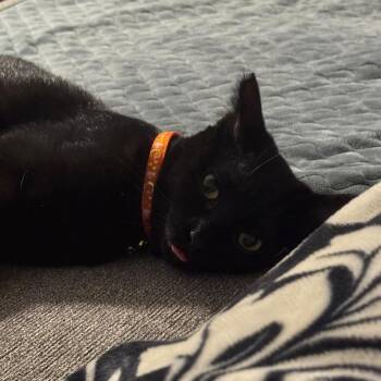 Domestic Short Hair Cats Available for Adoption in Las Vegas, Nevada - Velma | PetCurious