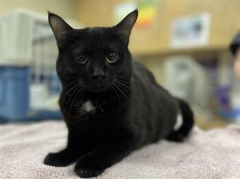 Domestic Short Hair Cats Available for Adoption - RHUBARB | PetCurious