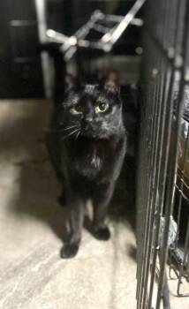 Domestic Short Hair Cats Available for Adoption in Melville, New York - Sassy | PetCurious