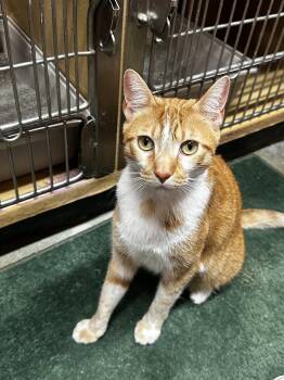 Cal -  Domestic Short Hair Cat for Adoption in Los Angeles, California - Cal | PetCurious