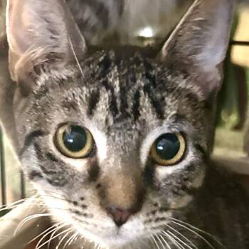 Amaretto -  Domestic Short Hair Cat Available for Adoption in Fort Lauderdale, Florida - Amaretto | PetCurious