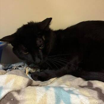 Domestic Short Hair Cats Available for Adoption in Dayton, Ohio - Sea Urchin | PetCurious