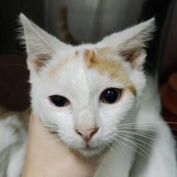 M&M -  Domestic Short Hair Cat for Adoption in Pompano Beach, Florida - M&M | PetCurious