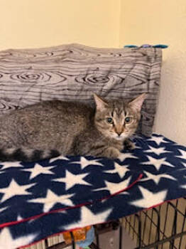 Rescue Tabby Cats for Adoption in Zephyrhills, Florida - Winnie (7140) | PetCurious