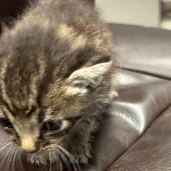 Jack -  Domestic Short Hair Cat Available for Adoption in Milton, Florida - Jack | PetCurious