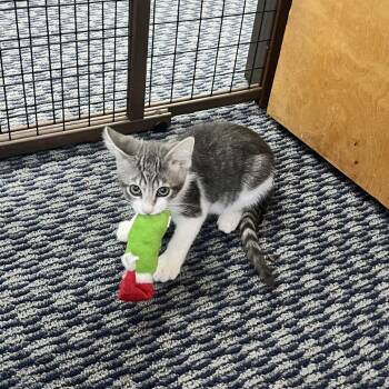 Buzz Lightyear -  Domestic Short Hair Cat for Adoption in Costa Mesa, California - Buzz Lightyear | PetCurious