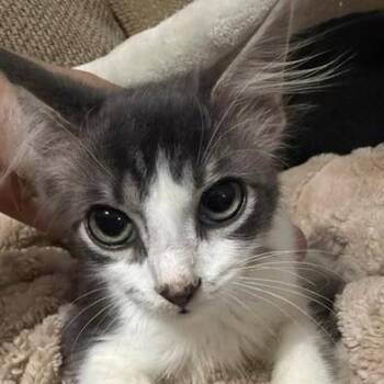 Archie -  Domestic Medium Hair and Domestic Long Hair Cat for Adoption in Liverpool, Texas - Archie | PetCurious