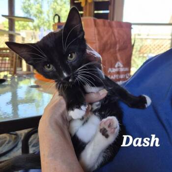 Dash -  Domestic Short Hair Cat for Adoption in Prescott, Arizona - Dash | PetCurious