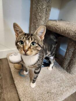 Jicama -  Domestic Short Hair and Tabby Cat for Adoption in Westfield, Wisconsin - Jicama | PetCurious