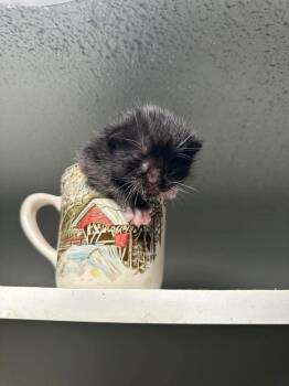 Backdraft -  Domestic Short Hair Cat for Adoption in Spokane, Washington - Backdraft | PetCurious