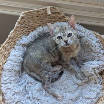 Rescue Domestic Short Hair Cats for Adoption in Lakewood, California - Soba | PetCurious