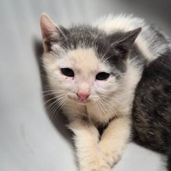 Domestic Short Hair Cats Available for Adoption in Wahiawa, Hawaii - Wasabi | PetCurious