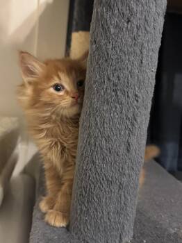 No Business -  Domestic Long Hair Cat for Adoption in Fruit Heights, Utah - No Business | PetCurious