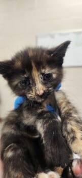 Tortilla -  Domestic Short Hair Cat for Adoption in Fishers, Indiana - Tortilla | PetCurious
