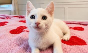 Blizzard -  Domestic Short Hair Cat for Adoption in Victor, New York - Blizzard | PetCurious