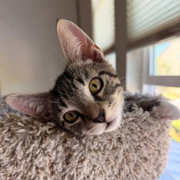 Princess -  Domestic Short Hair Cat for Adoption in Morgan Hill, California - Princess | PetCurious