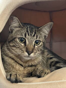 Rescue Domestic Short Hair Cats for Adoption in Oakland, California - Coolant (bonded With Oil) | PetCurious