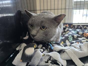 Asher -  Domestic Short Hair Cat for Adoption in Southbury, Connecticut - Asher | PetCurious