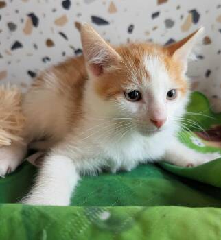 Bug -  Domestic Short Hair Cat for Adoption in Seven Valleys, Pennsylvania - Bug | PetCurious