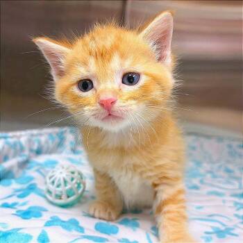 Julius -  Domestic Medium Hair Cat for Adoption in Hannibal, Missouri - Julius | PetCurious