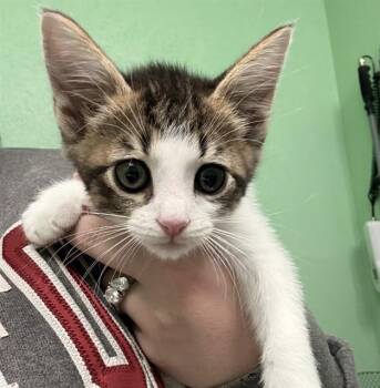 OCTAVIA -  Domestic Short Hair Cat for Adoption in Killeen, Texas - OCTAVIA | PetCurious