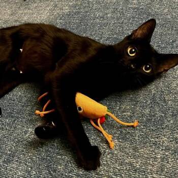 Cheyenne (reduced adoption fee) -  Bombay and Domestic Short Hair Cat Available for Adoption in Melrose, Massachusetts - Cheyenne (reduced Adoption Fee) | PetCurious