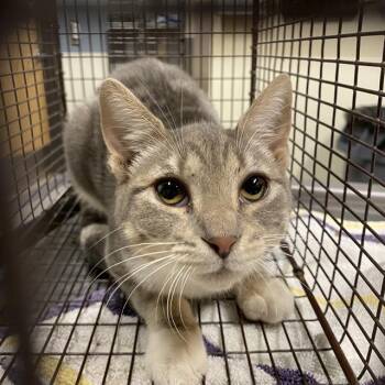 A613883 -  Domestic Short Hair Cat for Adoption in Modesto, California - A613883 | PetCurious