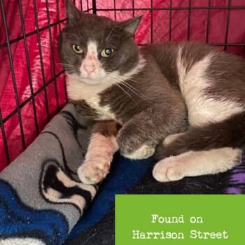 Domestic Short Hair Cats Available for Adoption in Lynchburg, Virginia - Booster | PetCurious