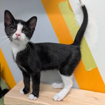 Spiderman -  Domestic Short Hair Cat for Adoption in Cape Girardeau, Missouri - Spiderman | PetCurious