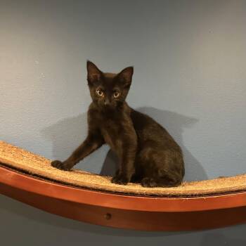 Eclipse -  Domestic Short Hair Cat for Adoption in Wheaton, Illinois - Eclipse | PetCurious