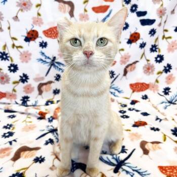 Mama Muffin -  Domestic Short Hair Cat for Adoption in Mt. Juliet, Tennessee - Mama Muffin | PetCurious