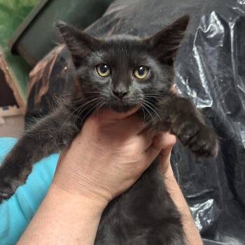 Chewbacca -  Domestic Medium Hair Cat for Adoption in Grantsville, Utah - Chewbacca | PetCurious