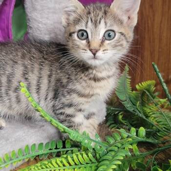Buttons -  Domestic Short Hair Cat for Adoption in New Washoe City, Nevada - Buttons | PetCurious