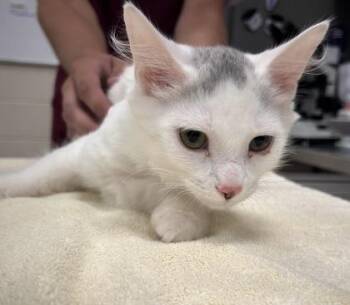 Ward -  Domestic Short Hair Cat for Adoption in Fishers, Indiana - Ward | PetCurious
