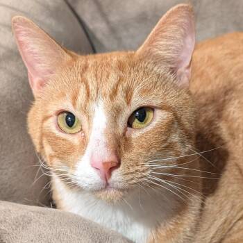 Twiz -  Domestic Short Hair Cat for Adoption in Danville, Vermont - Twiz | PetCurious