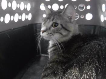 SADE -  Domestic Short Hair Cat for Adoption in Omaha, Nebraska - SADE | PetCurious