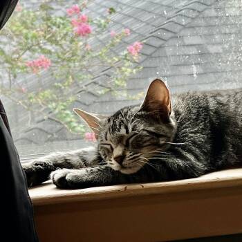 Nala -  Domestic Short Hair Cat for Adoption in Liverpool, Texas - Nala | PetCurious