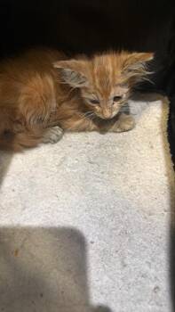 DOLLAR -  Domestic Long Hair Cat for Adoption in Dallas, Texas - DOLLAR | PetCurious