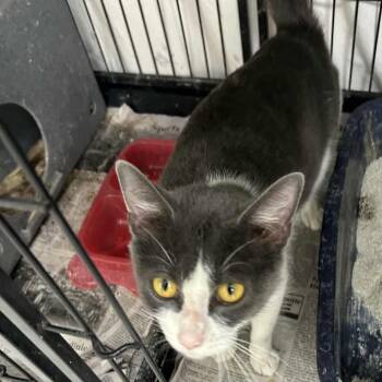 Rescue Domestic Short Hair Cats for Adoption in Chanute, Kansas - MIna | PetCurious