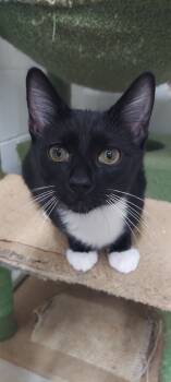 Rescue Domestic Short Hair Cats for Adoption in Hartwell, Georgia - 7365 Floof | PetCurious