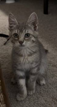 Cinnamon Bun -  Domestic Short Hair Cat for Adoption in Vancouver, Washington - Cinnamon Bun | PetCurious
