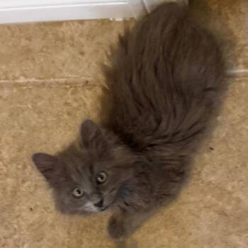 Pitcher -  Domestic Long Hair Cat for Adoption in Las Vegas, Nevada - Pitcher | PetCurious