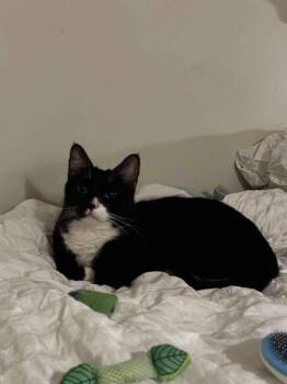 Blakey -  Domestic Short Hair Cat for Adoption - Blakey | PetCurious
