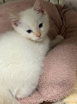 Siamese Cats Available for Adoption in Lunenburg, Massachusetts - Butter | PetCurious