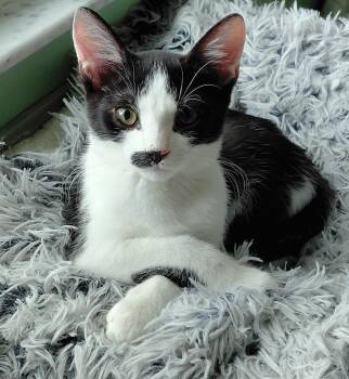 Charlie -  Tuxedo and Domestic Short Hair Cat for Adoption in Melbourne, Florida - Charlie | PetCurious