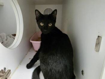 Cersei -  Domestic Short Hair Cat for Adoption in Bossier City, Louisiana - Cersei | PetCurious